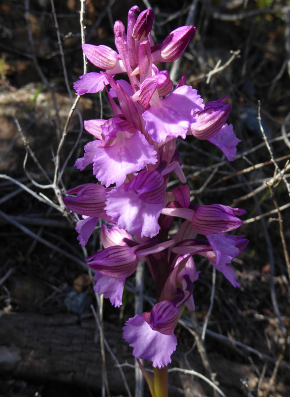 Anacamptis papilionacea ( e Anacamptis x gennarii)